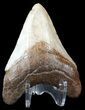 Fossil Megalodon Tooth - Georgia #45115-2